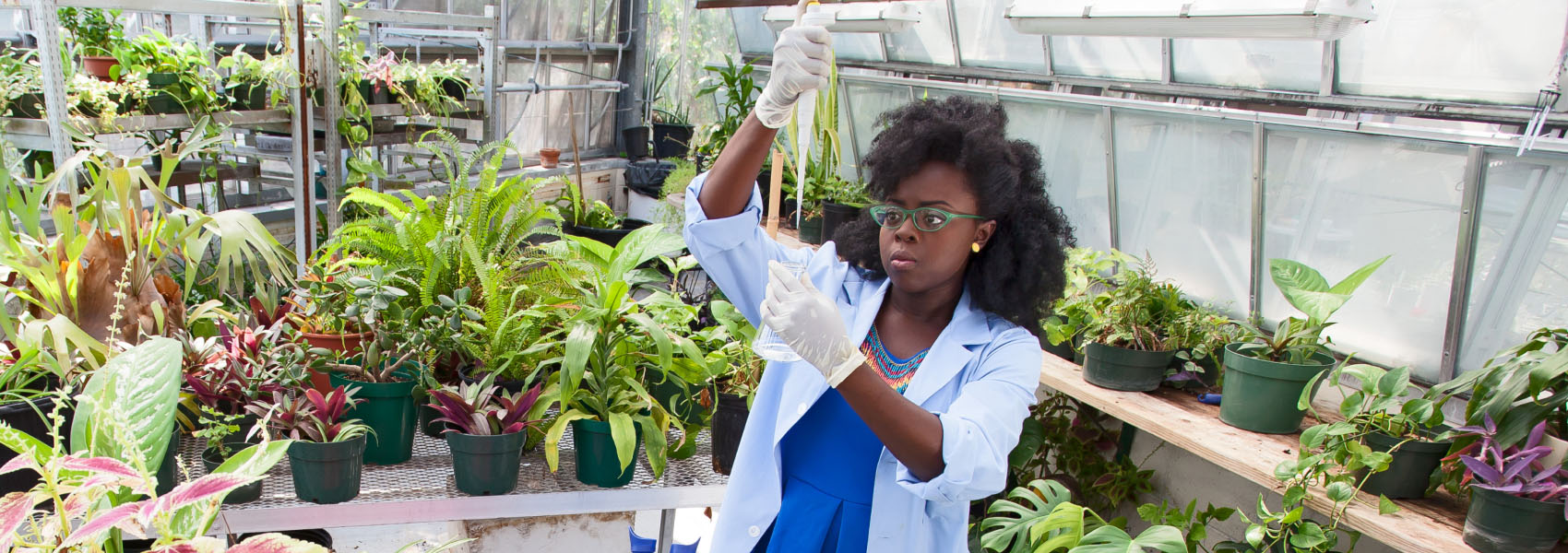 Undergraduate botany student at Chicago State University conducting soil sample tests in CSU’s greenhouse.