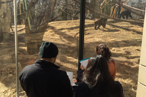 Students observing gorillas for ecology lab at Lincoln Park Zoo