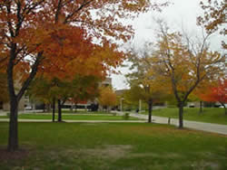 Autumn foliage west of the Cook Administration Building