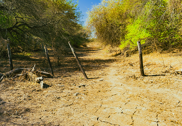 Dry Chaco Forest